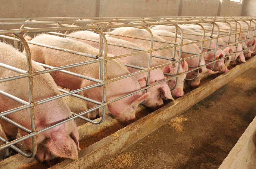 pig-farm-pork-Droits-d-auteur-songqiuju.jpg