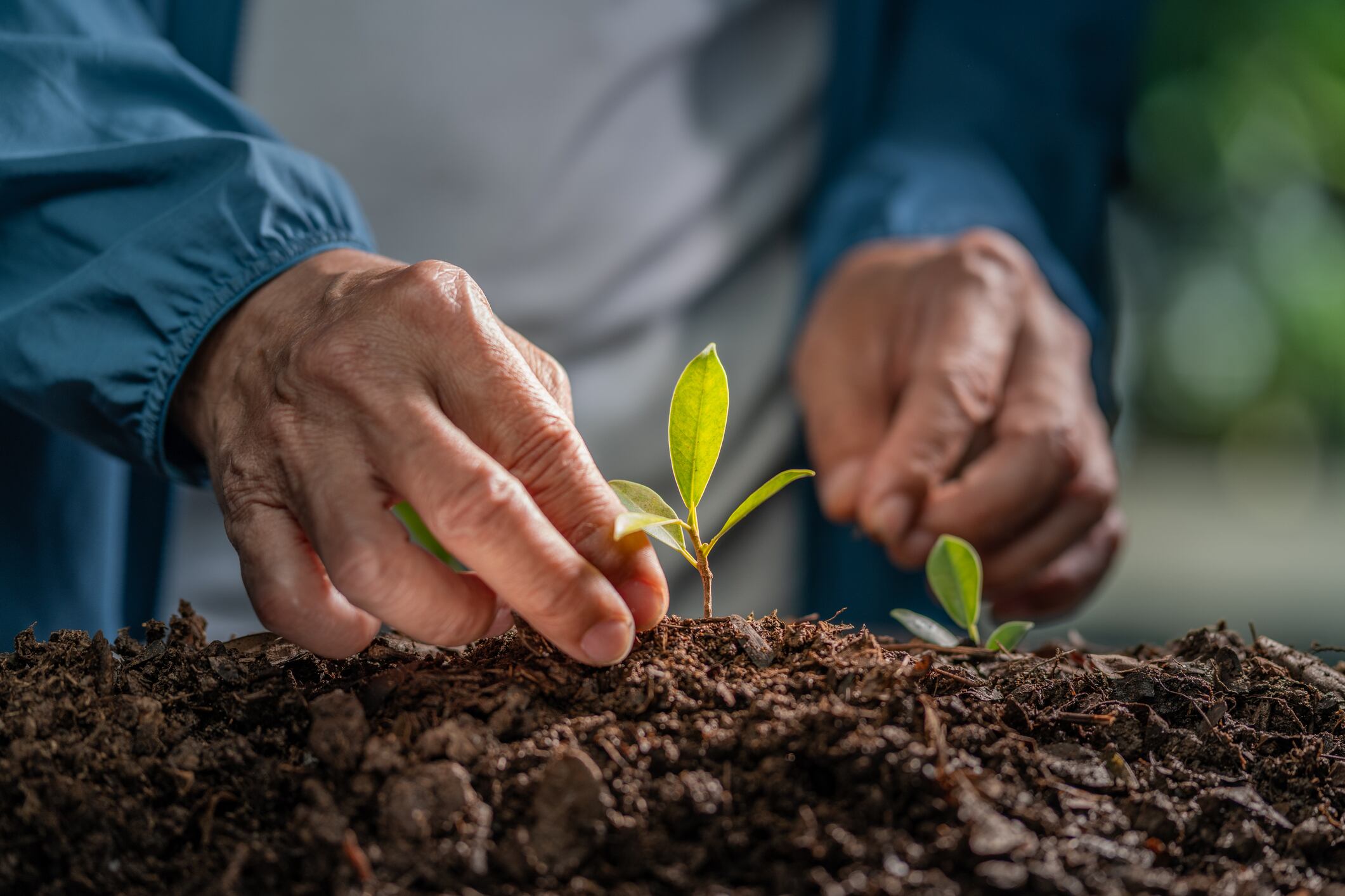 Adult Caucasian male gardener carefully plants young green sprouts in rich soil in Europe. Ideal for ecology, reforestation, nature conservation, and business growth marketing concepts.
