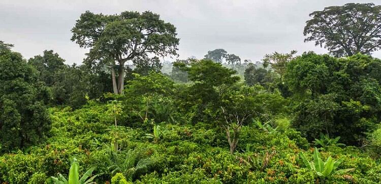 Nestlé makes ‘good progress’ with its forest positive agenda in cocoa, despite coronavirus impact