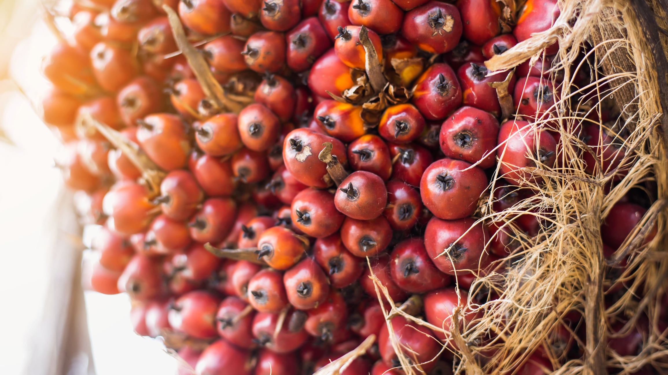RSPO requests support from governments to reframe the palm oil narrative