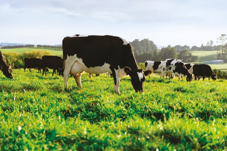 Fonterra talks carbon neutral dairy: ‘Carbonzero certified ingredients are resonating with our customers’