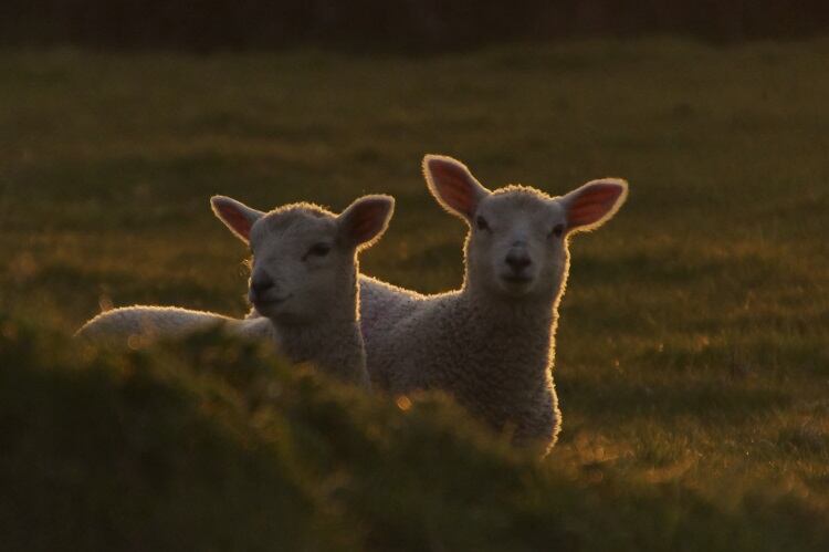 Global trade hitting Welsh meat industry