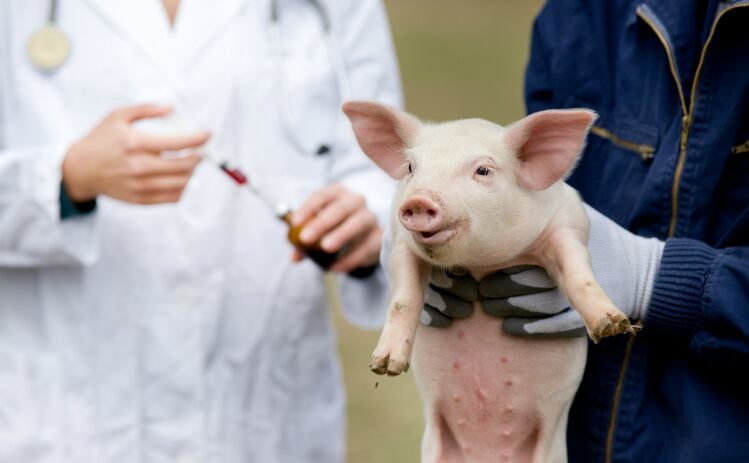 Official US studies help reduce antimicrobial use in pigs and cattle