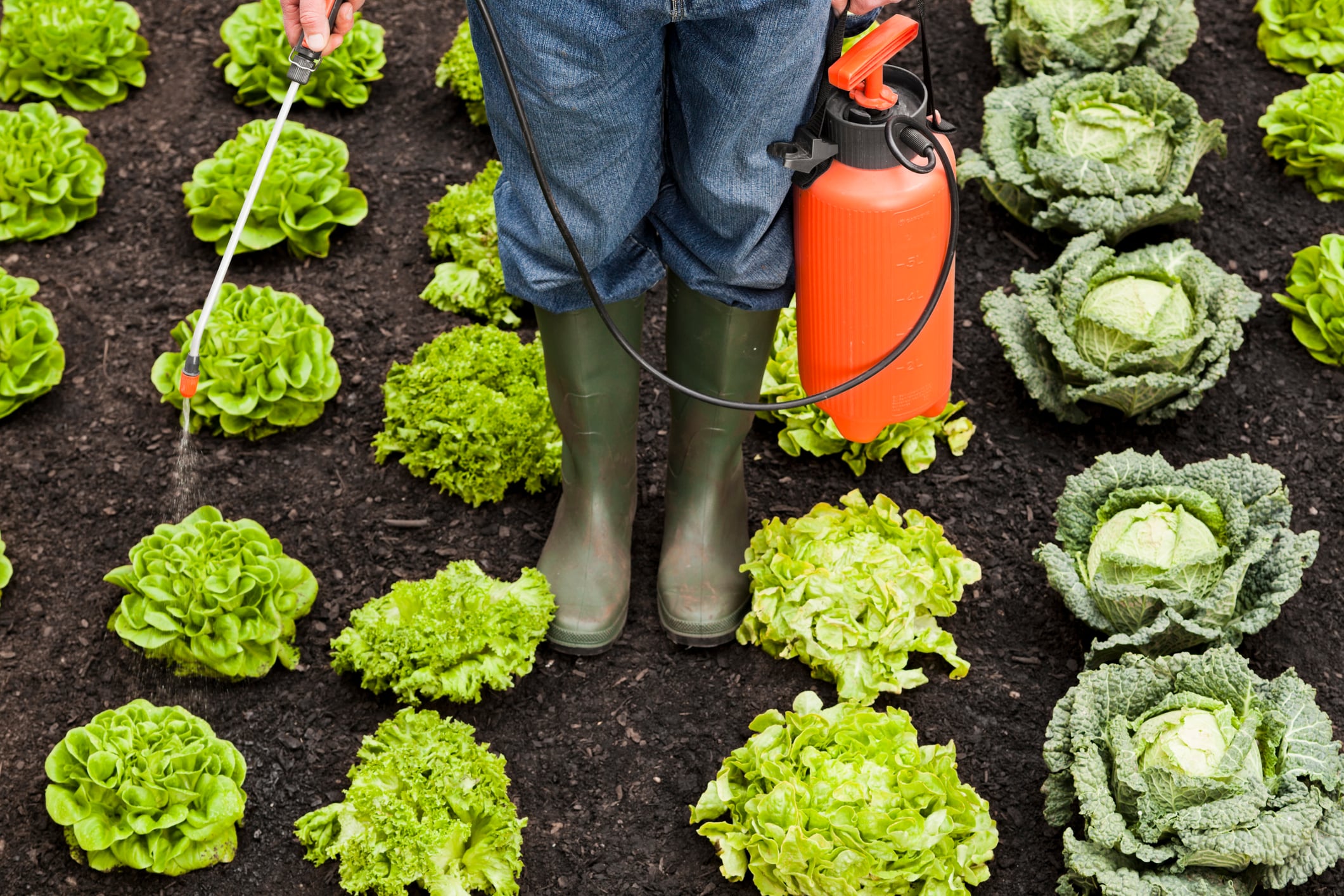 Pesticide levels in food ‘not dangerous’ to humans