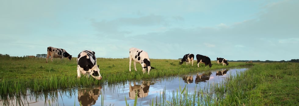 Dairy-proteins-complete-proteins-for-versatile-nutritious-and-tasty-applications.png