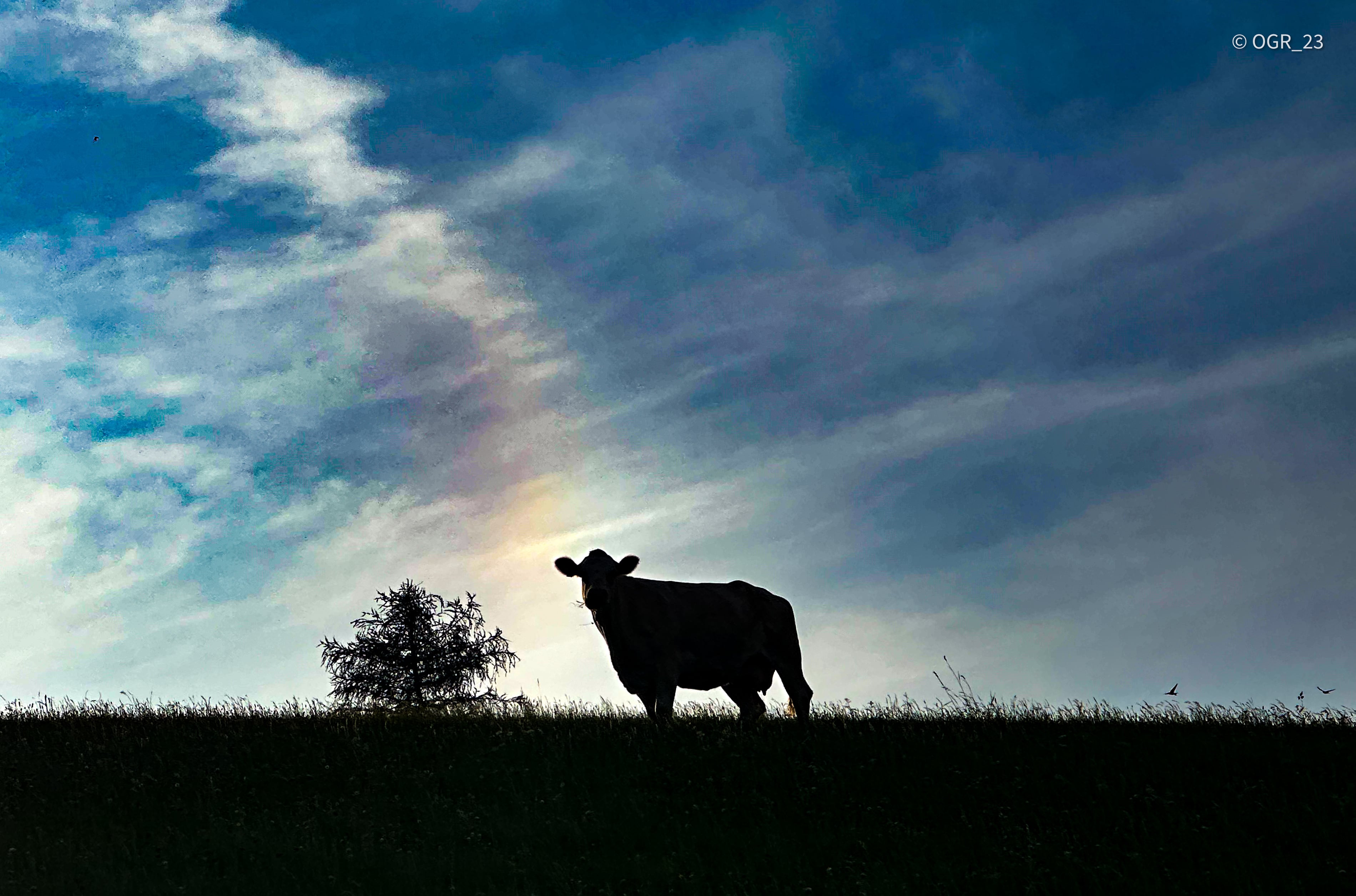 Cow Silhouette on hill