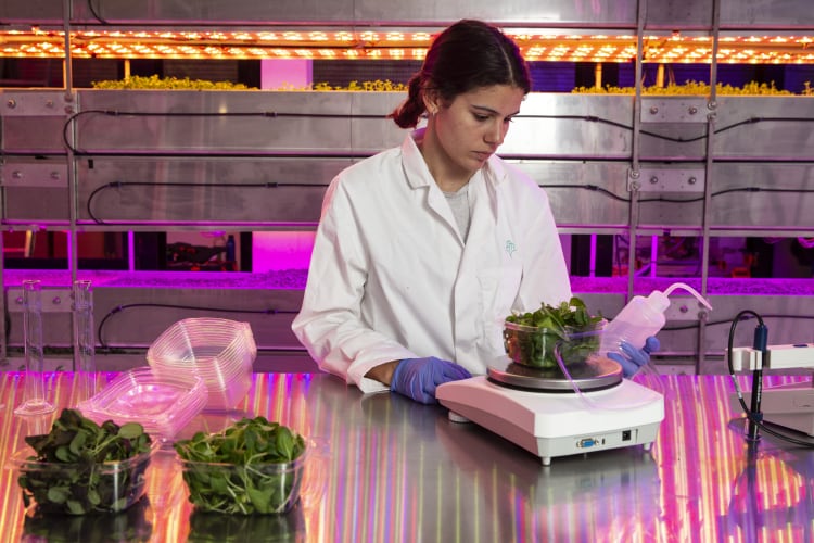 Vertical Future and Heck Food in vertical farming tie-up to ‘supercharge’ flavour and nutrition