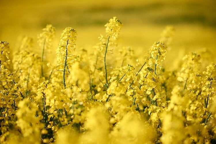 rapeseed-Pickone.jpg