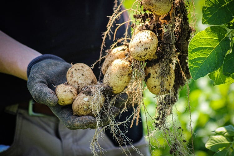 'Potatoes with purpose': First carbon neutral spud produced for UK market