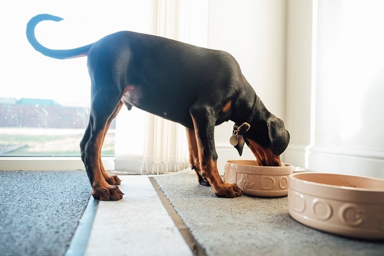 dog-food-GettyImagesSolStock.jpg