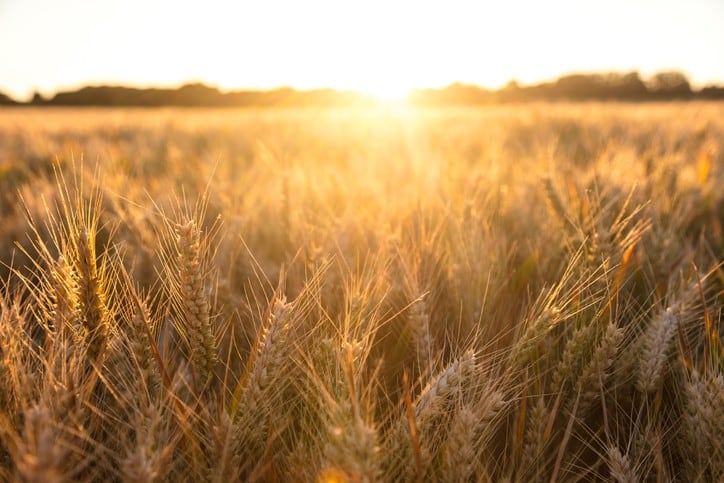 Barley-believable-China-heightens-its-COVID-19-beef-with-Australia-by-enforcing-hefty-tariffs-on-crop.jpg