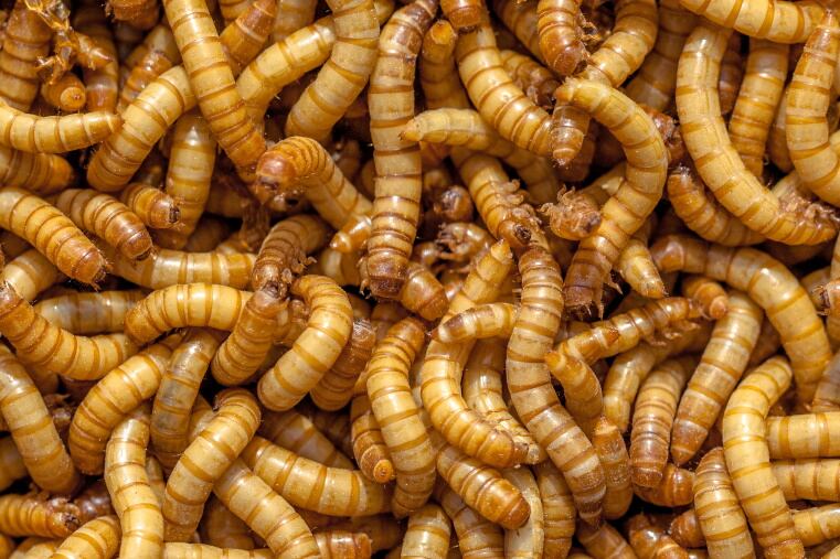 Insect protein company Ÿnsect acquires Protifarm for ‘strategic boost’ in human nutrition