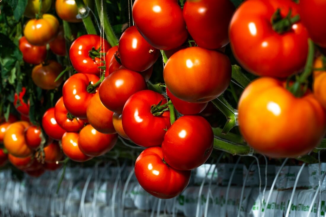 AppHarvest releases first tomato harvest to mass retail: 'We plan on growing just about all fruit and vegetables in a controlled environment'