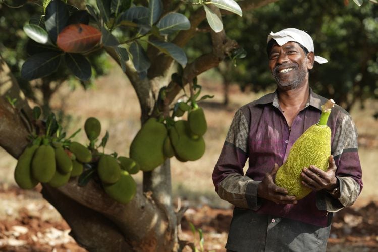 growing-jackfruit.jpg