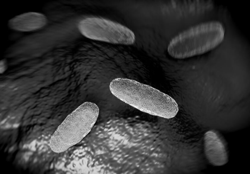Salmonella the most common cause of foodborne outbreaks