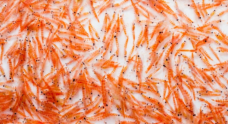 krill-Tenedos.jpg