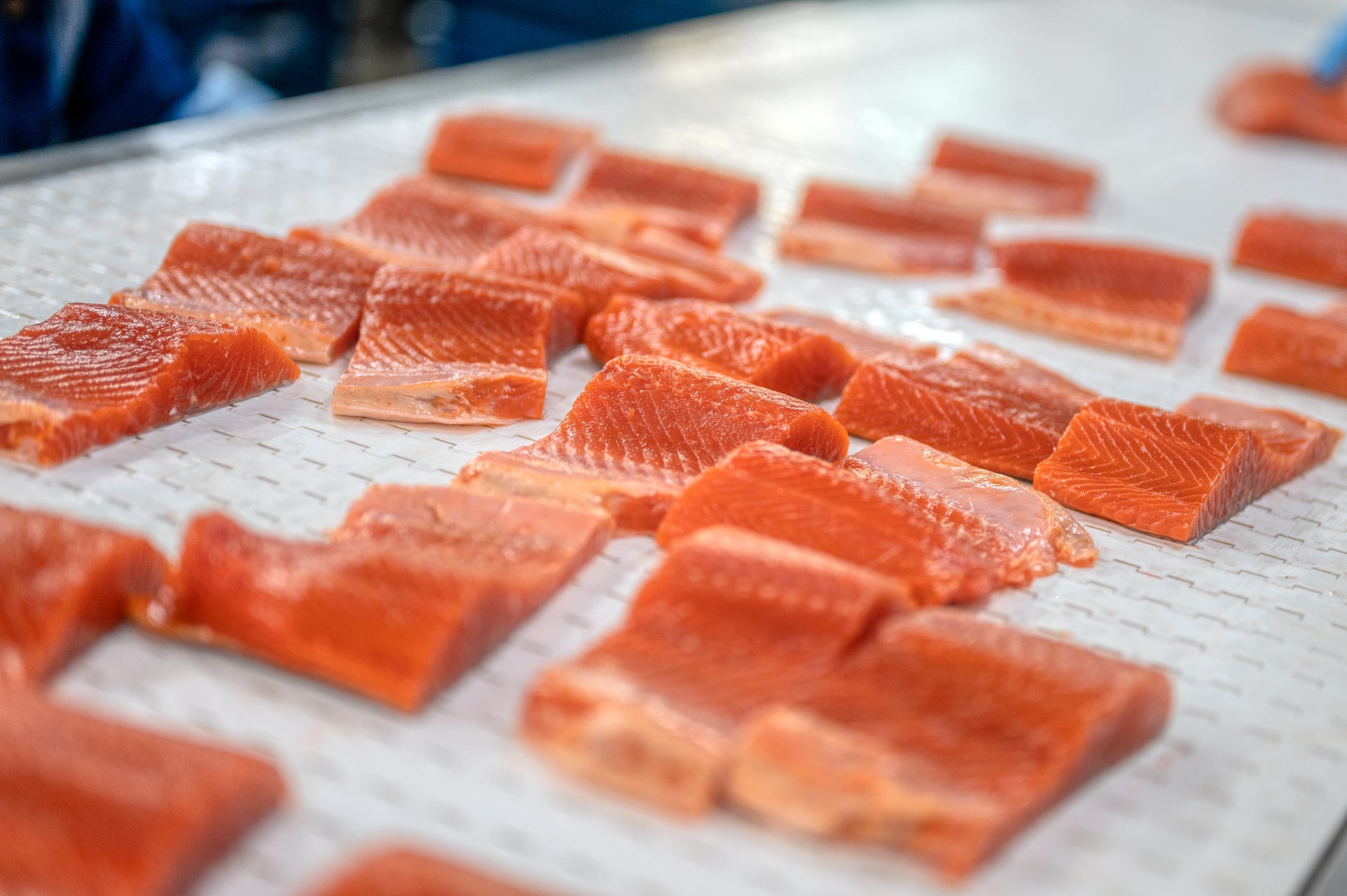 AI helps seafood innovation swim against the supply chain current