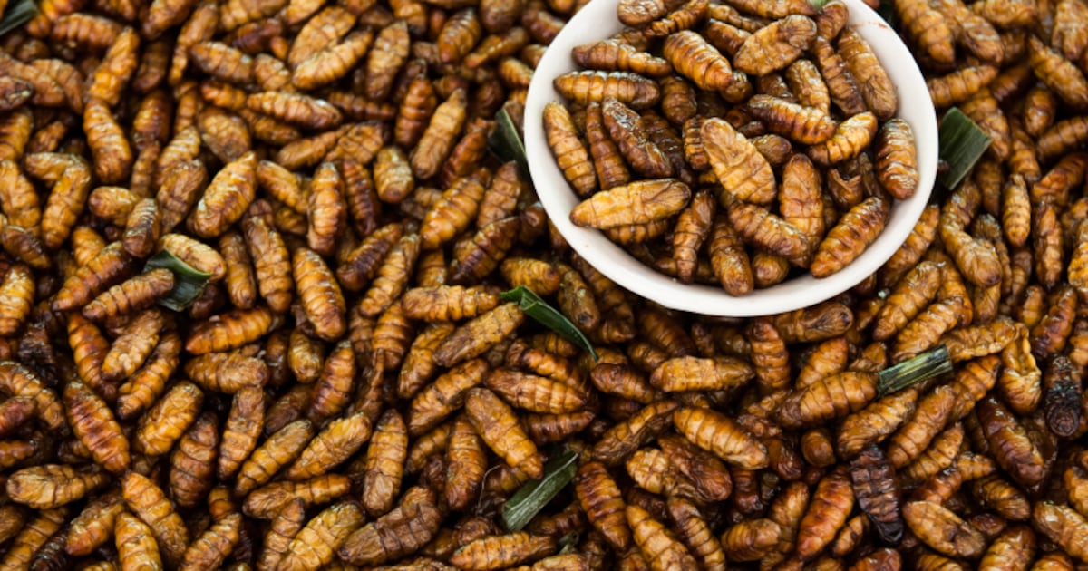 Can chef innovations give insects a ‘culinary identity’?