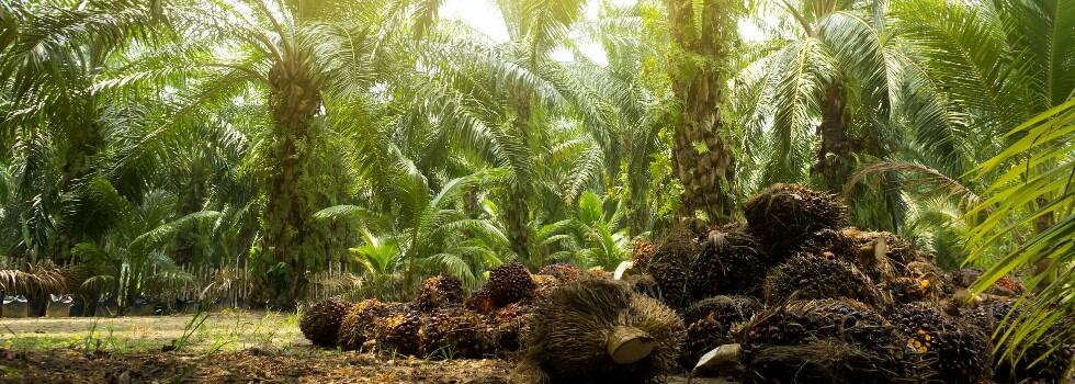 National-certification-a-piece-of-the-puzzle-in-reducing-primary-forest-loss.jpg