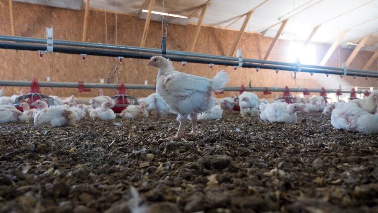 AVEC launches program to promote EU poultry market