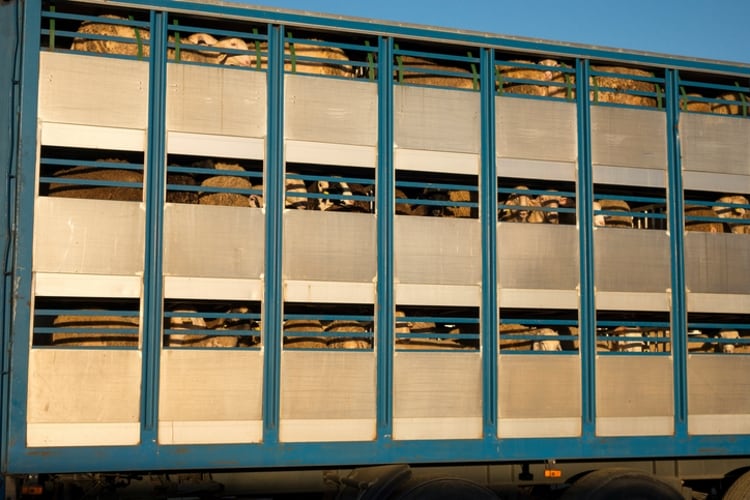 British Veterinary Association calls for end to non-stun slaughter