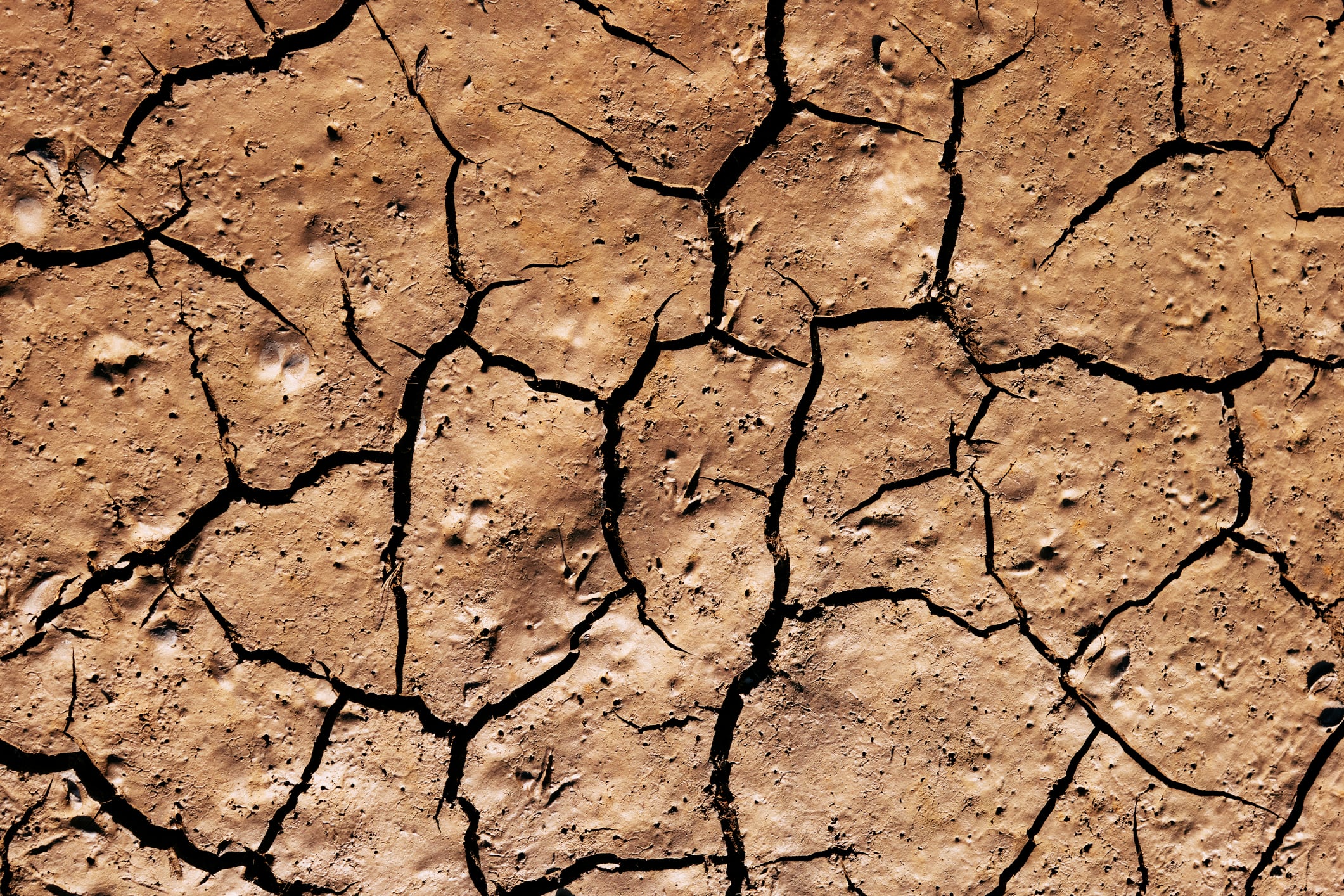 Drought hits Europe: How have crops been impacted?