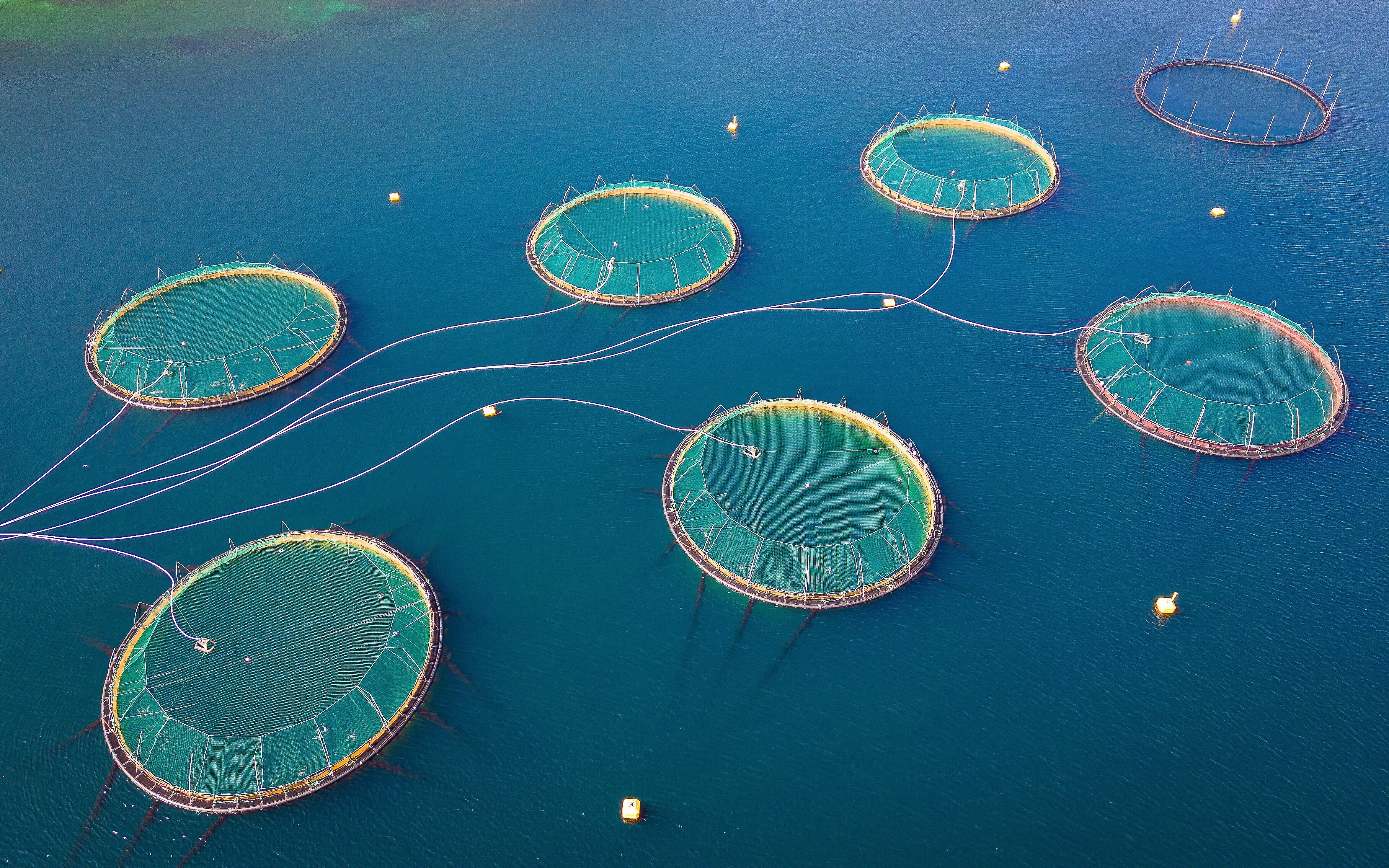 The fault line in aquaculture sustainability: Can seafood certification deliver what it promises?