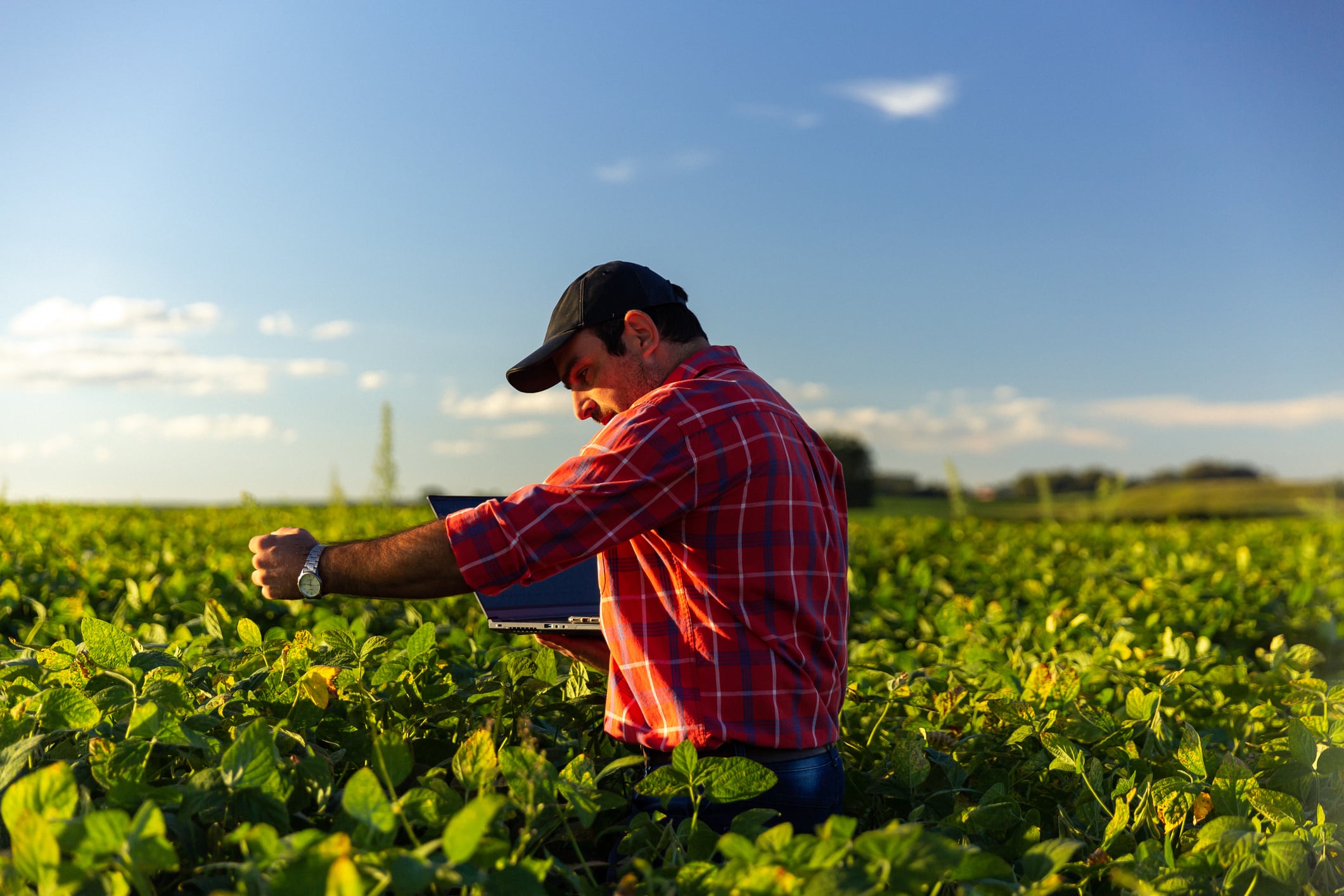 Brazilian farmer in soybean field