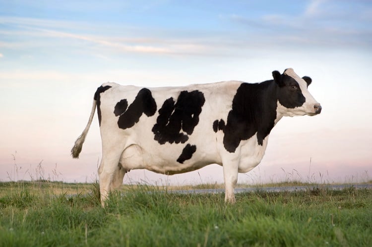 How much time should dairy cows spend outside?