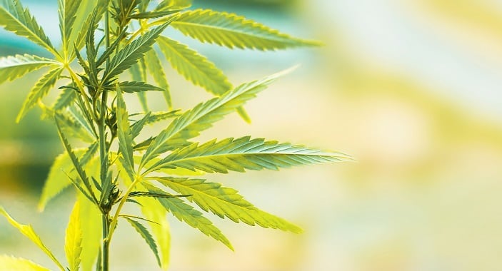 Socati launches flavorless, water-soluble hemp-derived CBD ingredients portfolio for 'hyper-customized' formulations