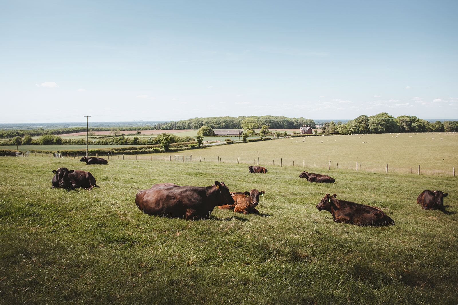 Warrendale Wagyu expands genetic diversity