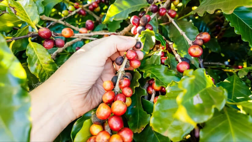 Coffee-cherry-extract-shows-memory-benefits-in-RCT.jpg