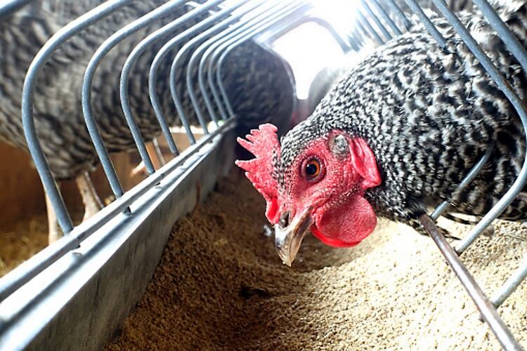 Global poultry market facing challenges