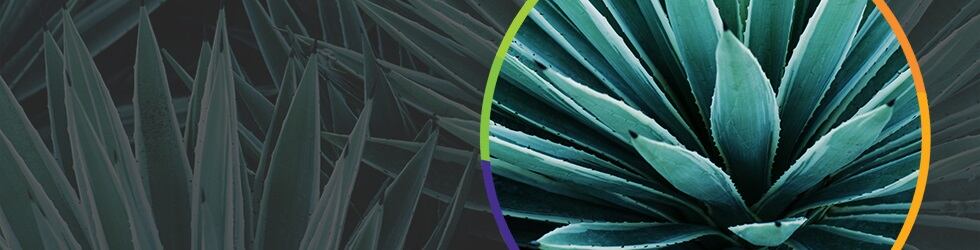 High-quality-certified-agave.jpg