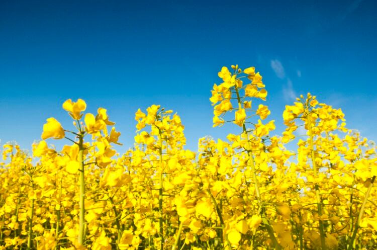 Sweet end to bitter taste? Researchers identify unpalatable compound in rapeseed 
