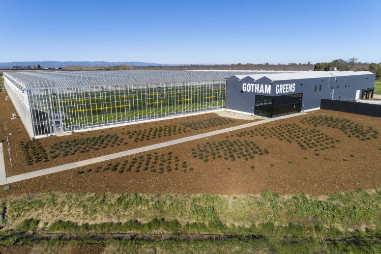 Gotham-Greens_Davis-Greenhouse_Credit-Gotham-Greens.jpg