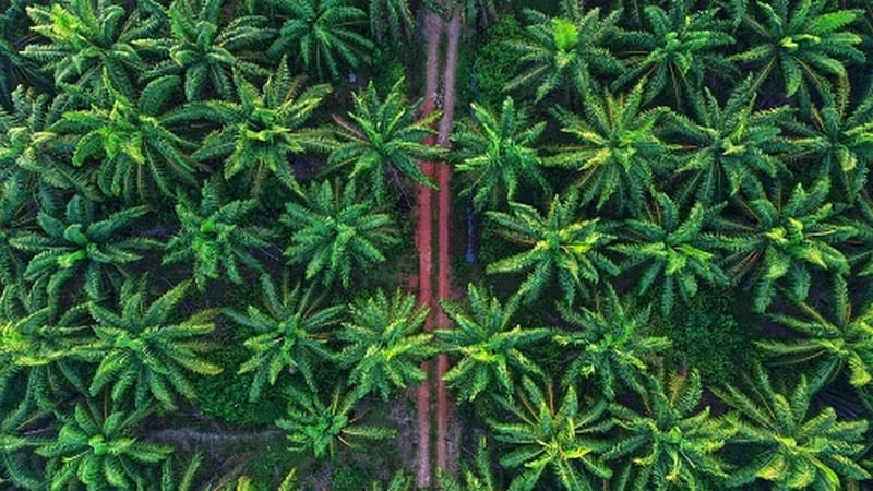 Experts-blast-new-EU-funded-gap-analysis-touting-shortcomings-in-Malaysian-palm-oil-certification-scheme.jpg