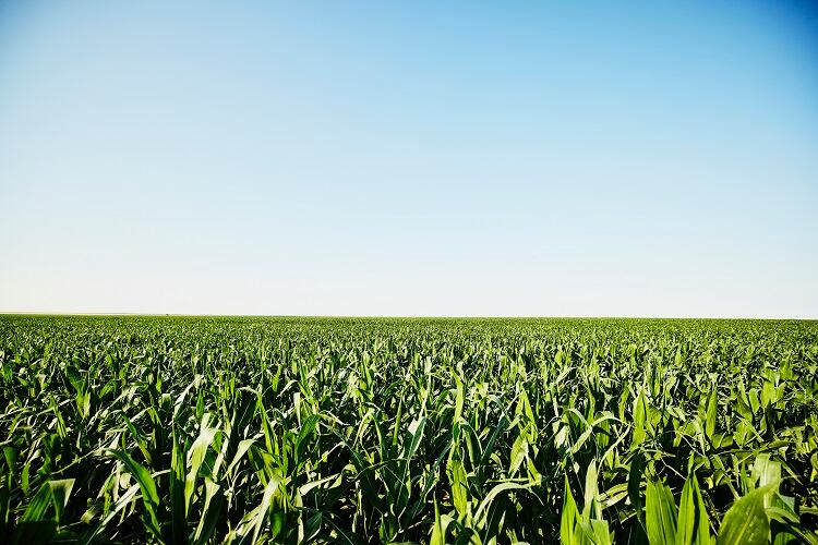 Maize and buckwheat: Innovations in crops could help mitigate world hunger