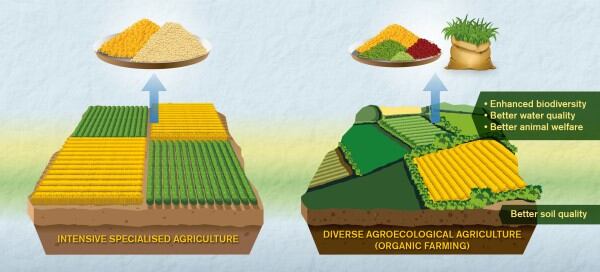 Intensive-conventional-farming-produces-higher-yields-but-organic-practices-deliver-other-beneifts.-Image-source-Yen-Strandqvist-Chalmers-Universi.jpg