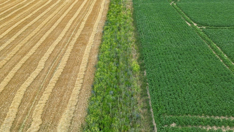 ‘Many forgotten crops have been neglected by global food systems’: Threats to agrobiodiversity and the benefits of crop diversification 