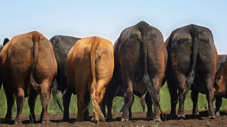Cow-backsides.jpg