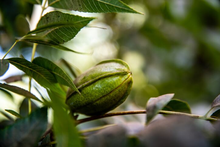 Shea growers celebrate latest US green light  