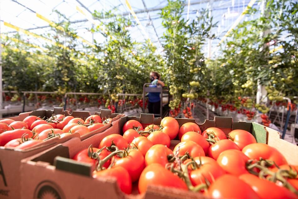AppHarvest-taps-former-Amazon-exec-to-lead-software-operations.jpg