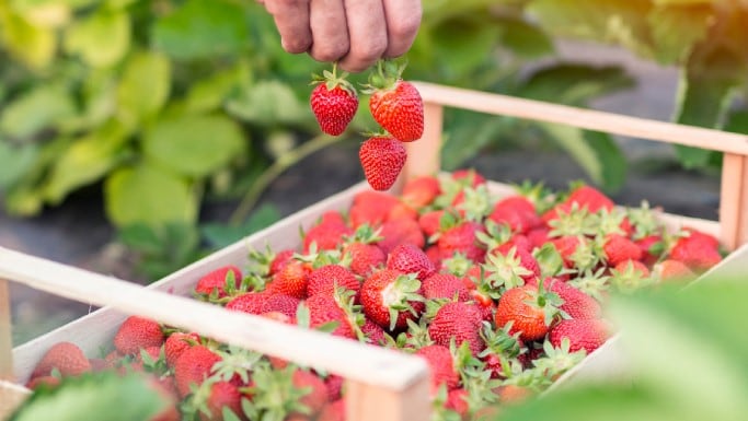 Peeling back the potential of fruit and vegetable ingredients to innovate the F&B industry