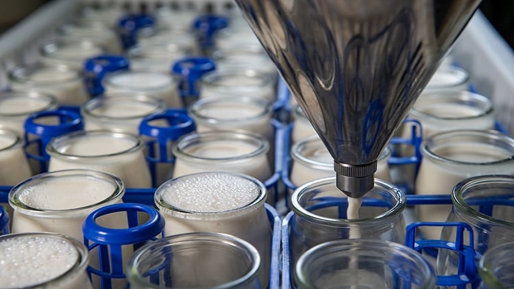 Probiotic from Penang: Malaysian cow’s milk bacteria strain exerts benefits for brain, URT, and liver