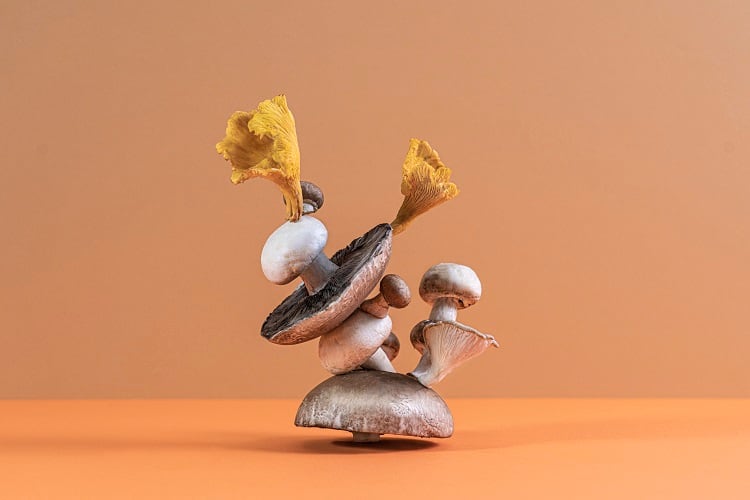 When will novel mycelium-based foods enter the European market?