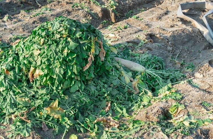 food-waste-shirosuna-m.jpg