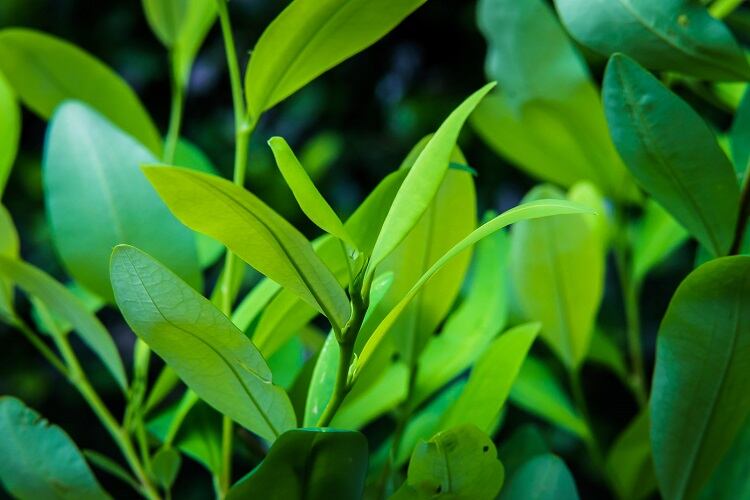 Cutting sugar in drinks with ‘the most illicit plant in the world’