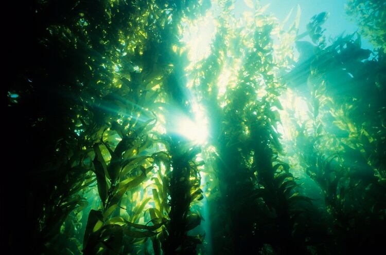Climate-hero kelp
