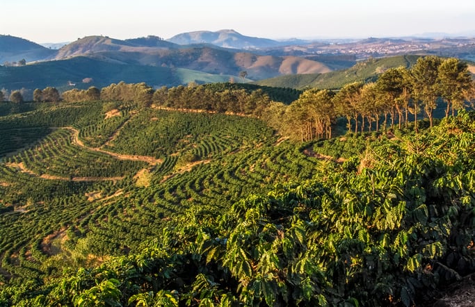 coffee-plantation-getty.jpg